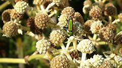 Chrysoprasis aurigena
