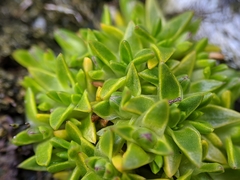 Colobanthus quitensis