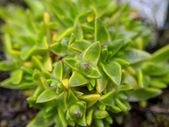 Colobanthus quitensis