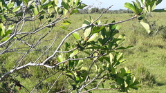 Psidium guineense