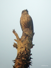 Bradornis fuliginosus