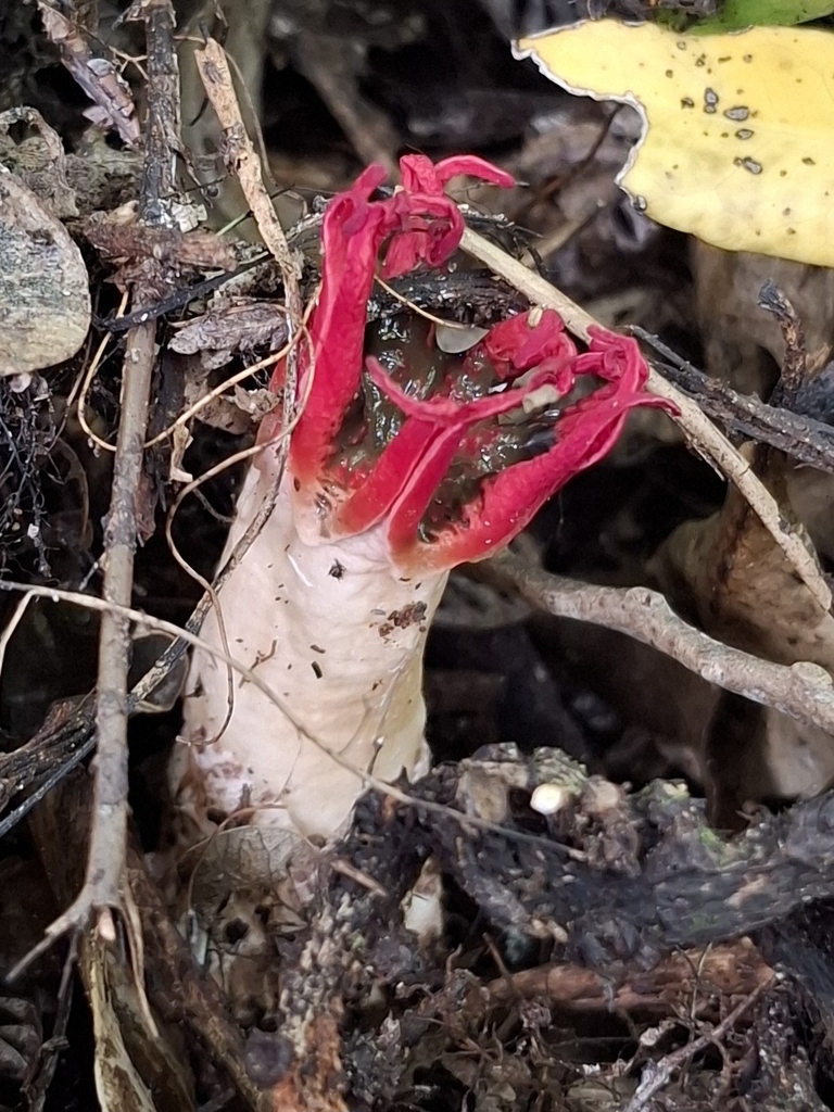 Aseroe rubra · December 2025 · photo: © keen2learn (iNaturalist, cc0)