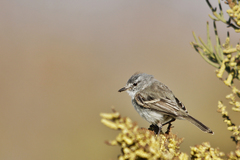 Serpophaga griseicapilla