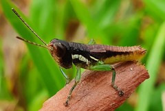 Methiolopsis geniculata