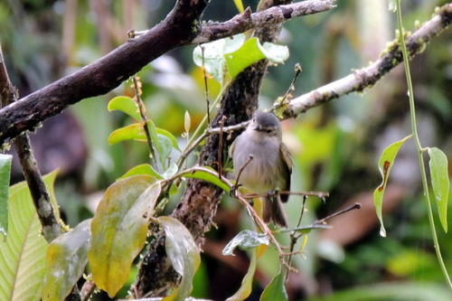 Zimmerius parvus