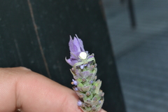 Misumenops