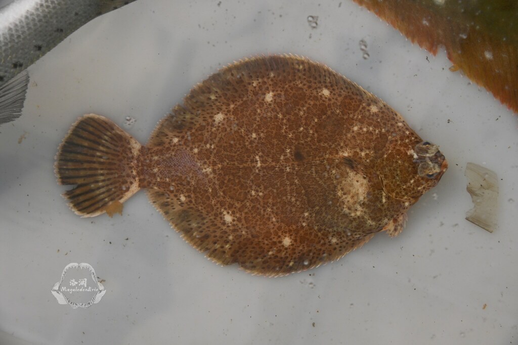 Japanese Frog Flounder