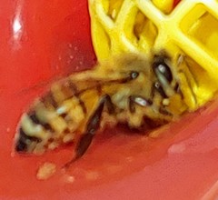 Apis mellifera