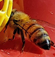 Apis mellifera