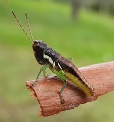 Methiolopsis geniculata