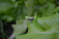 Naupactus xanthographus