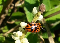 Eurypedus peltoides