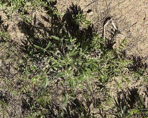 iNaturalist observation 2025-05-26
