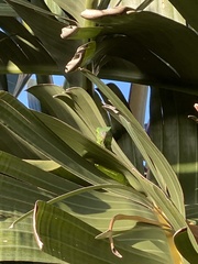 Iguana iguana