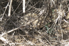 Chelonoidis chilensis
