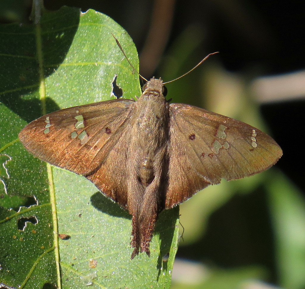 Polythrix asine