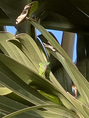 Iguana iguana