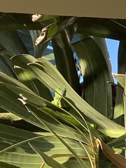 Iguana iguana