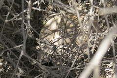 Chelonoidis chilensis