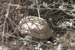 Chelonoidis chilensis