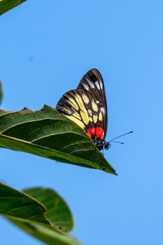 Red-based Jezebel