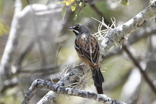 Bridled Sparrow (Peucaea mystacalis), photo 10