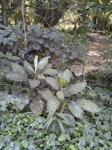 Dieffenbachia seguine observed 2025-11-30
