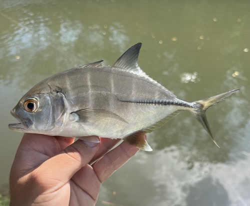 Caranx sexfasciatus, 2025-11-30