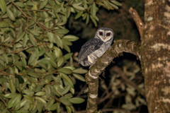 Greater Sooty Owl photo 3
