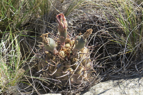 Gymnocalycium striglianum