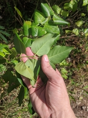 Jasminum marianum