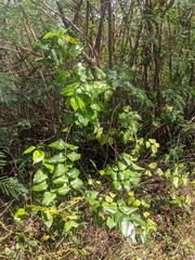 Jasminum marianum