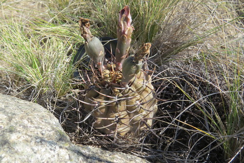 Gymnocalycium striglianum