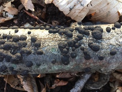 Annulohypoxylon annulatum