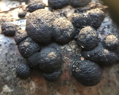 Annulohypoxylon annulatum