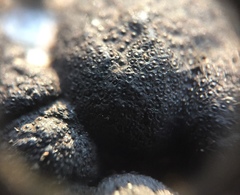 Annulohypoxylon annulatum