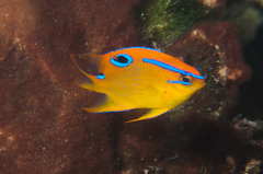 Multispine Damselfish photo 2