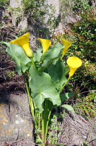 Yellow Arum (Zantedeschia elliottiana)