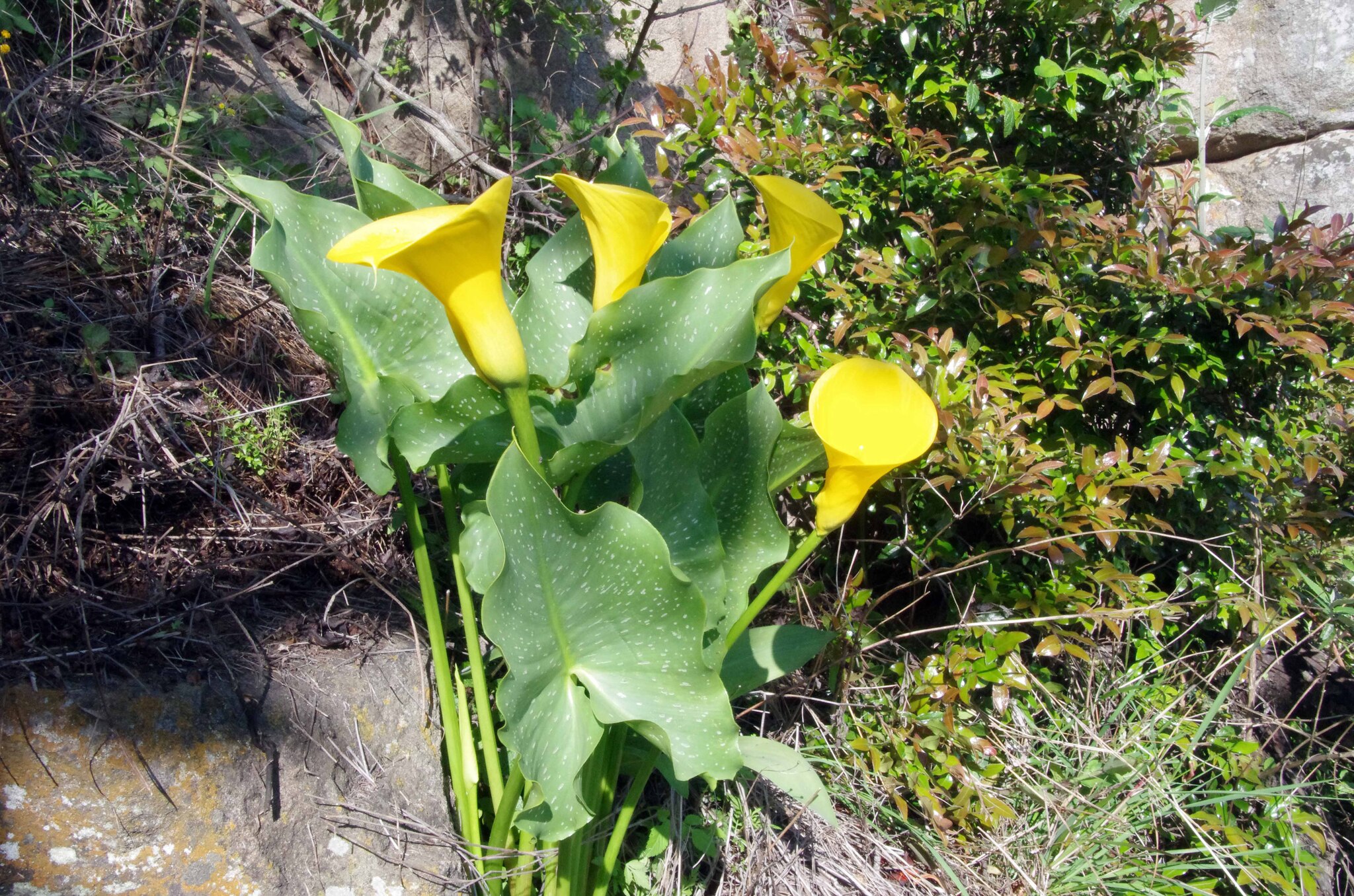 Golden arum lily