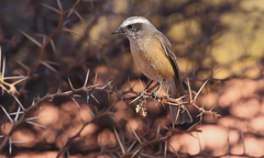 Ochthoeca oenanthoides