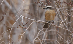 Ochthoeca oenanthoides