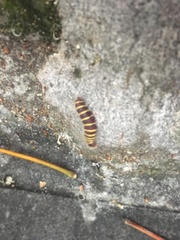 Pyrrhopyge charybdis