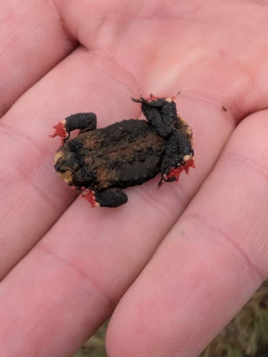Rivera Redbelly Toad, Melanophryniscus devincenzii