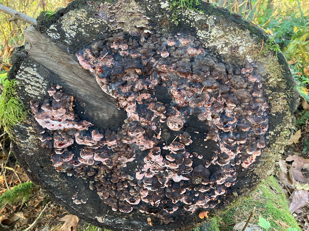 Fomitopsis cajanderi · November 2025 · photo: © hannahtidae (iNaturalist, cc-by)