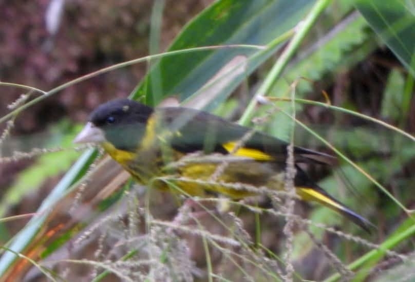 Vietnamese Greenfinch