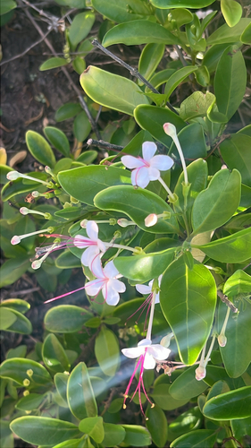 Volkameria inermis observed 2025-11-30