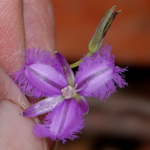 Branching Fringe Lily (Thysanotus juncifolius)