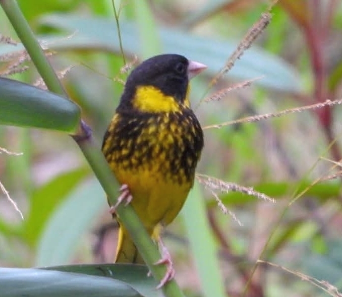 Vietnamese Greenfinch