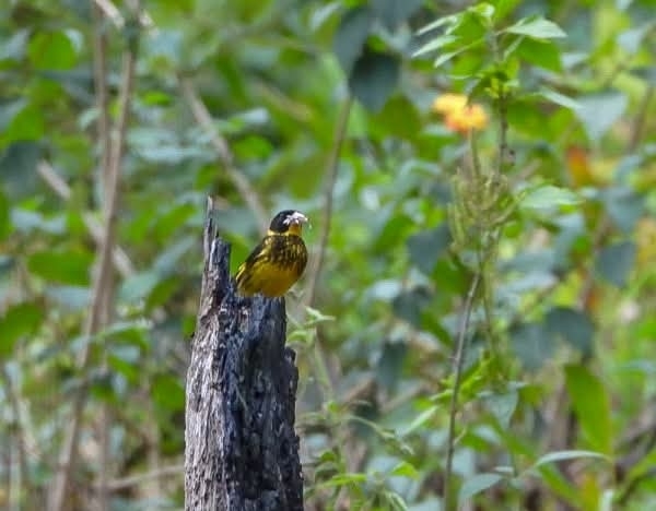 Vietnamese Greenfinch