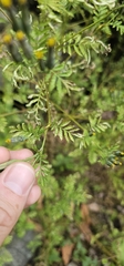 (c) Buckelkopfcichlide, some rights reserved (CC BY) Tagetes foetidissima, photograph (c) Buckelkopfcichlide, some rights reserved (CC BY)